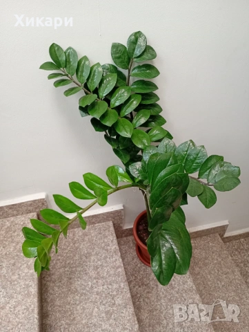 Замиокулкас ZZ Plant, снимка 2 - Стайни растения - 54605217