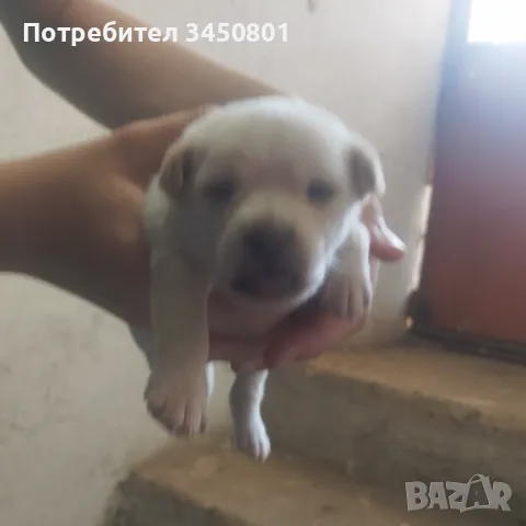 Кучета мини пинчери бели, снимка 2 - Пинчер - 55583139