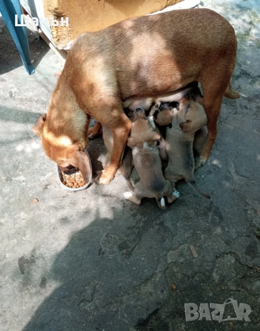 Продавам малки кученца Родезииски риджбек , снимка 4 - Риджбек - 54800879
