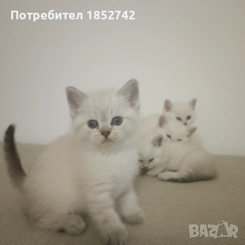 Колор Пойнт Британчета