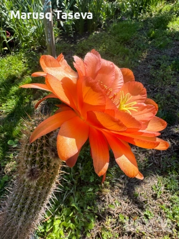 Книфофия и пампаска трева , снимка 6 - Градински цветя и растения - 54329437