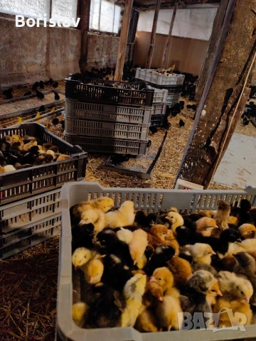 Ярки 4 месеца Шарени с.Ивански, снимка 3 - Кокошки и пуйки - 54100375