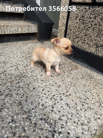 Чихуахуа , снимка 2 - Чихуахуа - 54096135