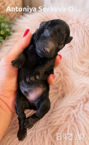 Poodle toy/Пудел Той