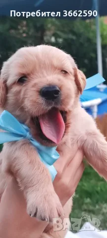 🐾 Малки кученца Голдън Ретривър търсят своите любящи семейства! 🐶❤️, снимка 4 - Голдън ретривър - 55669507