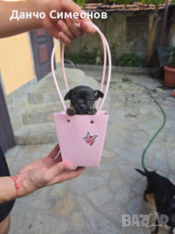 Продавам малки пинчери 🌸, снимка 6 - Пинчер - 54932979