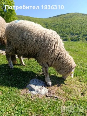 Коч на 1 година, снимка 2 - Овце - 54342507