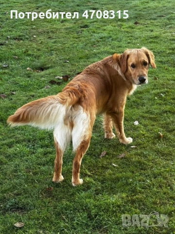 Голдън ретривър момче родословен баща, снимка 13 - Голдън ретривър - 54366591