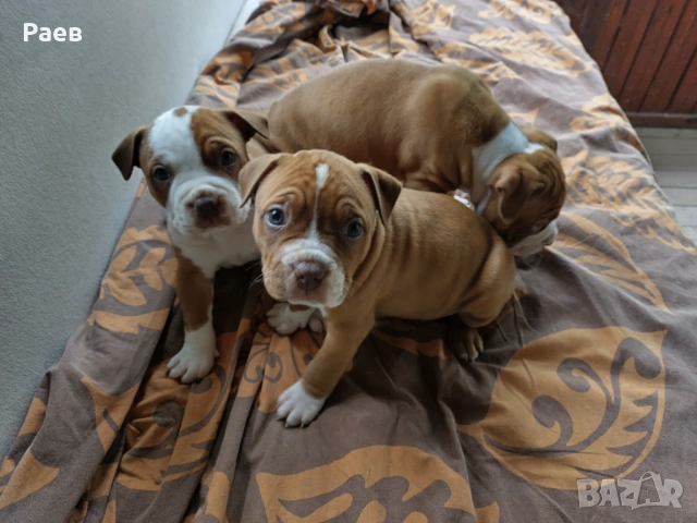 Американски питбул териер ,,Ред ноус''(American pitbull terrier Red nose), снимка 2 - Питбул - 54653295