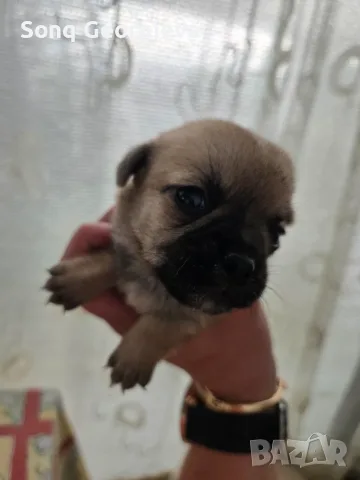 🐾 Очарователни бебета мопс търсят своите любящи семейства! 🐾, снимка 6 - Мопс - 55419722