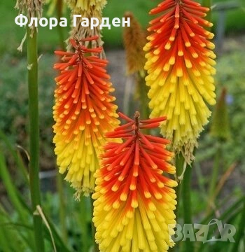 МНОГОГОДИШНИ ЦВЕТЯ, снимка 11 - Градински цветя и растения - 54702878
