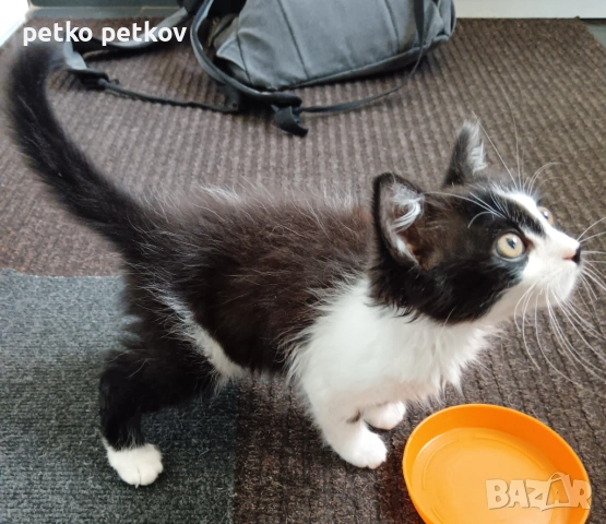 Подарявам малко котенце на 3 месеца, снимка 6 - Други - 54725973