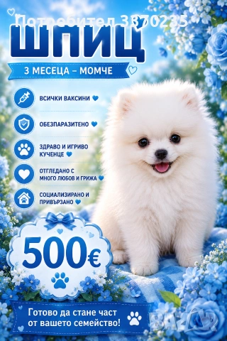 Продавам шпиц на 3 месеца 