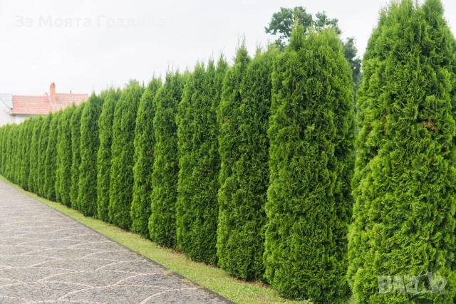 Западна Туя- Смарагд, снимка 2 - Градински цветя и растения - 54020569
