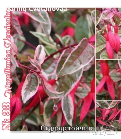 Фуксия за Градинска3.85€ и Каскадна 2.90€, снимка 13 - Градински цветя и растения - 54220196