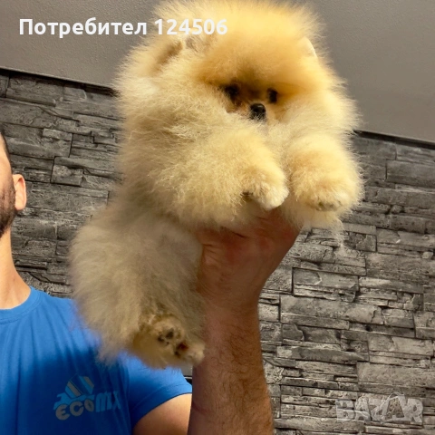 Померан мини померанче, снимка 4 - Померан - 54960163