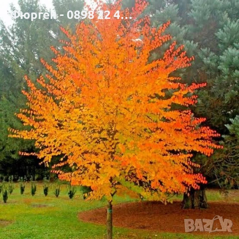 Карамелено дърво (Японска кацура) – Cercidiphyllum japonicum, снимка 3 - Разсади - 54934243