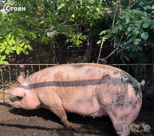 СПЕШНО!! Продавам Бременна свиня 