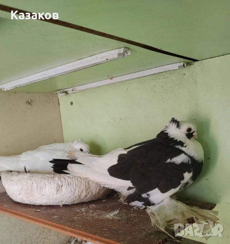 Продавам гълъби