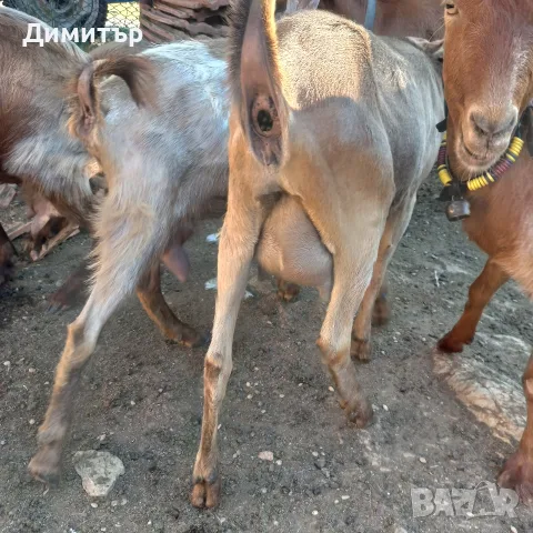 Три кози и 4 ярета, снимка 6 - Кози - 55420932
