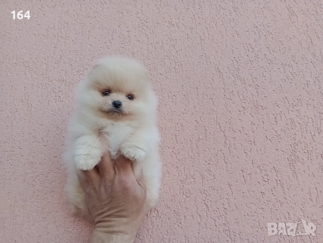 Померани. Реални снимки !!! , снимка 7 - Померан - 54147226