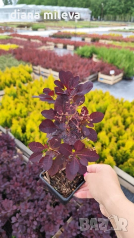 Червенолистна Смрадлика, Cotinus Royal purple или още Тетра!!!, снимка 11 - Градински цветя и растения - 54657841