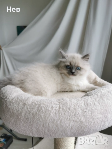 Ragdoll рагдол/регдол  котe , снимка 7 - Други - 51000590