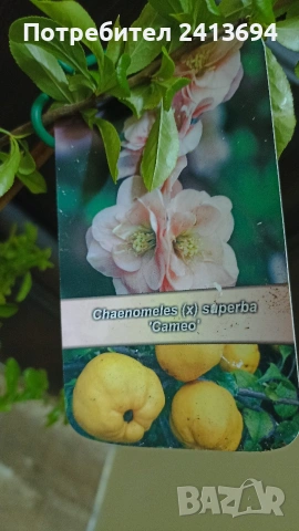 японска дюля "Cameo", снимка 3 - Градински цветя и растения - 54323343