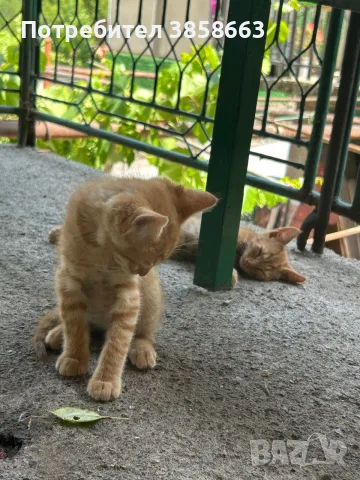 Осинови котенца , снимка 4 - Други - 55335331