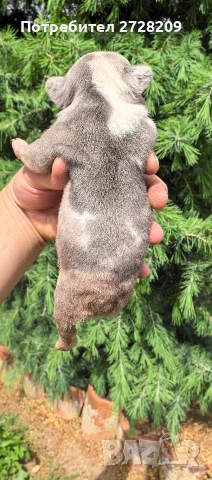 Френски булдог/French Bulldog , снимка 4 - Френски булдог - 54656690