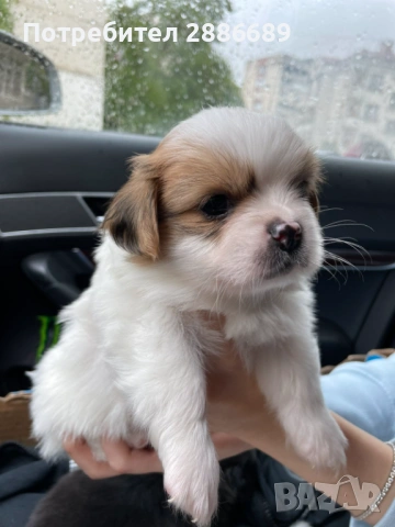 ПРОДАВАМ ПЕКИНЕЗЧЕТА гр. Плевен 5 момчета  1 Момиче 