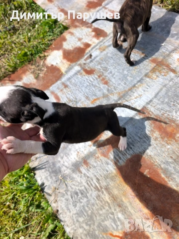 Малки потбулчета , снимка 2 - Питбул - 54251823