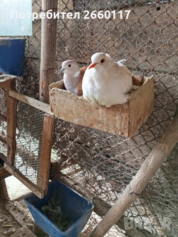 Смеещи гугутки