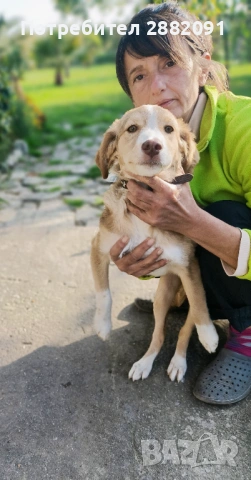 Подарява се 5 месечно женско куче, снимка 2 - Други - 54183716
