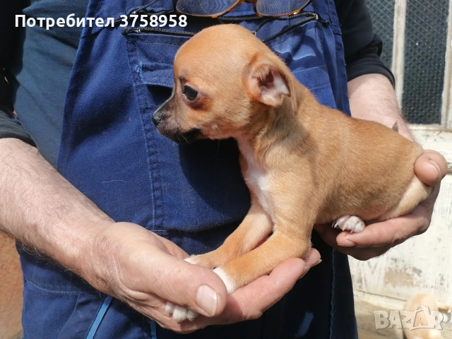 продавам 3бр. женски пинчери, снимка 7 - Пинчер - 54319236