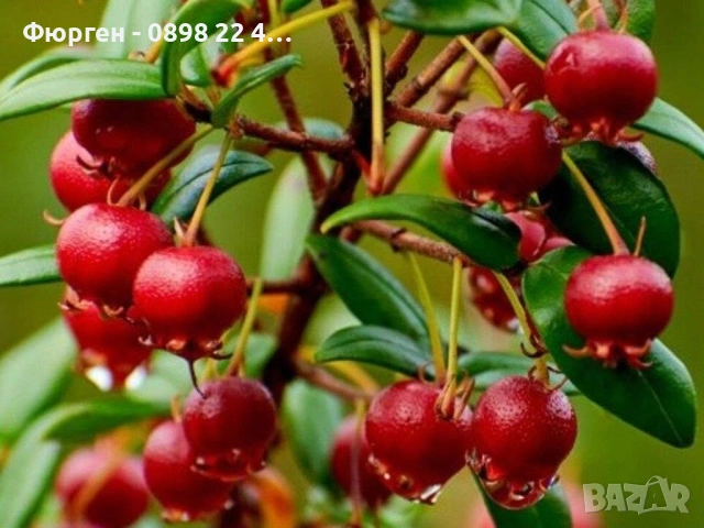 Чилийска гуава (Ugni molinae), снимка 3 - Разсади - 54974530
