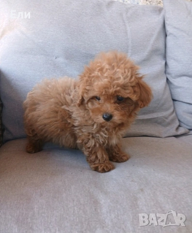 Той пудел/малтипу F2-момче и момиче, снимка 6 - Пудели - 54181433