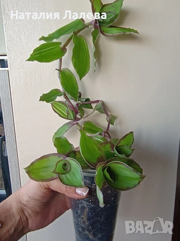 Традесканция, callisia soconuscensis Dragon Tail, снимка 3 - Стайни растения - 54773971