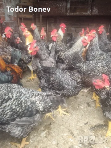 Продавам или разменям за ярки млади домашни петлета, снимка 4 - Кокошки и пуйки - 51544238