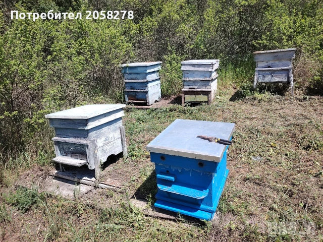 Пчелни кошери +, снимка 3 - За пчели - 54401224
