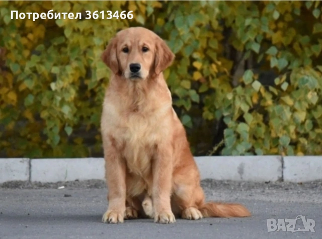 Голдън ретривър 2 ваксини, снимка 7 - Голдън ретривър - 54375517