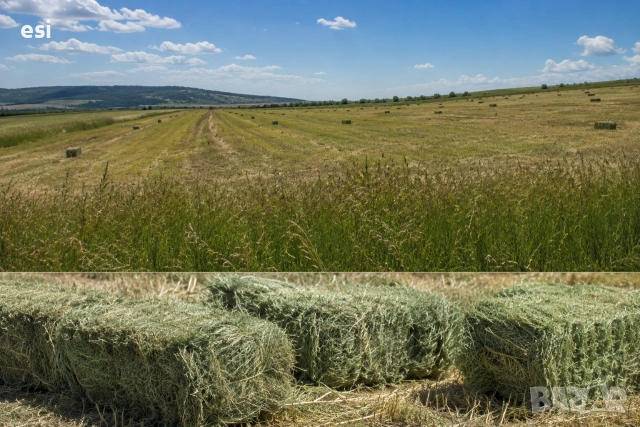 Бали Грах и Овес
