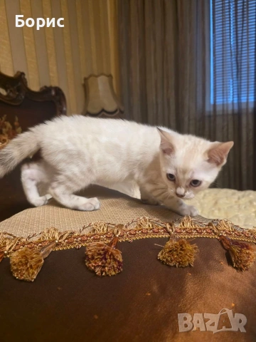 Бенгалски котета, снимка 6 - Бенгалски - 35882650