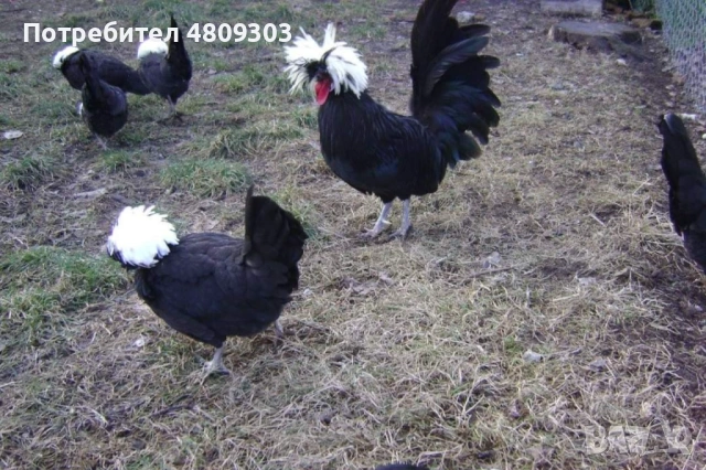 Кокошки, снимка 9 - Кокошки и пуйки - 54408784