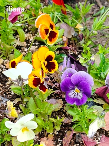 Продавам теменужки , снимка 7 - Градински цветя и растения - 54186272