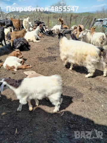 Продавам Кози и ярета, снимка 2 - Кози - 54894873