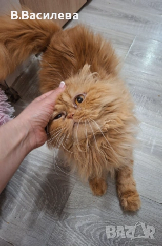 Персийски котарак 
