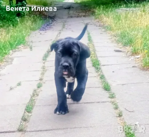 Продавам чистокръвно Кане Корсо, снимка 2 - Кане корсо - 55531301