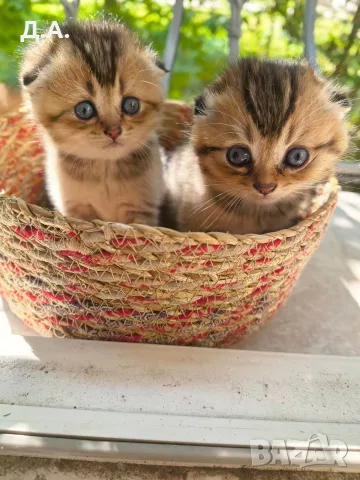 🐾 Чистокръвни котенца Scottish Fold / Scottish Straight – Golden & Silver 🐾, снимка 2 - Чинчили - 55353347