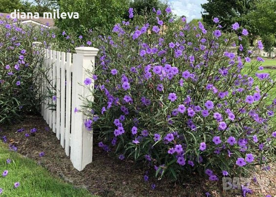 Руелия, Мексиканска петуния, Ruellia Purple Mexican Petunia!!!, снимка 4 - Градински цветя и растения - 54637157